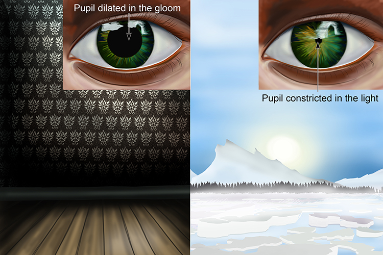 In a darker environment the pupil is dilated and in lighter environments it is small